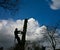 Woodcutter silhouette on the top of a tree in action in denmark