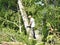 Woodcutter using a chain saw to cut the tree trunk into logs