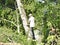 Woodcutter using a chain saw to cut the tree trunk into logs