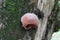 Woodear Mushroom Fungi on Tree Bark on Arkansas Riverbank