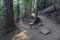 Wooded area with hiking trails in a coniferous forest, near Portland Oregon