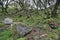 Wooded hillside with moss-covered rocks and crooked birch trees