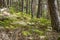 Wooded mountain slope with pines and ferns