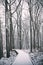 A wooded path covered in snow