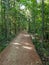 Wooded path in Tallahassee Florida