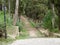 Wooded pathway leading into the forest