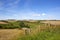 Wooded scenic valley with fence