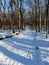 Wooded Skiing Trail in Winter