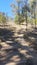 Wooded steps to the Burning Mountain walking track NSW Australia