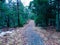 Wooded Walkway