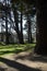 Wooded walkway at Powerscourt Estate, Enniskerry, County Wicklow, Ireland