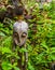 Wooden aboriginal sculpture, traditional african decorations for the garden, nature background