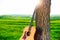 Wooden acoustic guitar for left-handed musician and the tree in summer or spring day. Music concept photo
