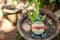 Wooden alarm clock in the pot with the plant in garden