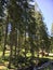 Wooden alcove between smereka trees in Carpathian Mountains