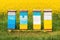 Wooden apiary crates or beehive boxes for beekeeping and honey collecting in blooming canola field