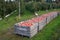 Wooden apple bins full of red rosy freshly picked apples