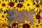 On a wooden background, bright rudbeckia.