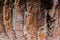 Wooden background, close-up of a palm bark