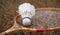 Wooden badminton rackets and a white feather shuttlecock. The game of badminton