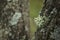 wooden bark close up in a magical rainforest. Natural background with blurry elements and moss