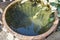 Wooden barrel filled with water