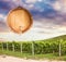 Wooden barrel over vineyard