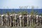 Wooden barricade by the ocean