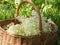 Wooden basket full of elder blossom - healthy herb