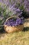 A wooden basket full of fragrant bouquets of lavender.