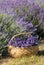 A wooden basket full of fragrant bouquets of lavender.