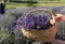 A wooden basket full of fragrant bouquets of lavender.