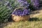 A wooden basket full of fragrant bouquets of lavender.