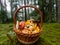 Wooden basket full with mushrooms - russula rosea, chanterelles, white mushrooms on the forest ground with green moss and