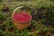 Wooden basket full of ripe red Lingonberries, Vaccinium vitis-idaea