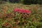 Wooden basket full of ripe red Lingonberries, Vaccinium vitis-idaea