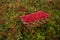 Wooden basket full of ripe red Lingonberries, Vaccinium vitis-idaea