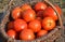 A wooden basket full of ripe red round tomatoes proves a good organic tomato harvest in autumn