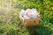 Wooden basket with orange, yellow and green eggs lies on spring green grass at sunlight. Happy Easter! Decoration, egg hunt
