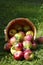 Wooden basket with red Macintosh apples spilling onto green grass