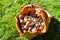 wooden basket from a root of a tree full of nuts just harvested and a nutcracker made in metal on the heap of nuts. The nut basket