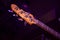 Wooden bass guitar fretboard in purple concert light