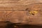 Wooden beams. Wood texture. Background. Wooden log cabin wall natural colored horizonta