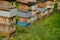 Wooden bee hive close-up of flying bees to the entrance with honey. they all form congestion at the holes. large beehives in rows