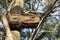 Wooden bee hive in tree