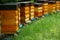 Wooden beehives with active honeybees