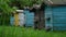 Wooden beehives of different colours located on green meadow