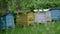 Wooden beehives of various colours stand on green meadow