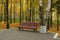 Wooden bench in autumn city park among birches near asphalt path