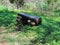 WOODEN BENCH FASHIONED FROM A SPLIT TREE TRUNK